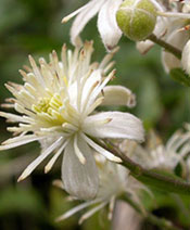 org:/gardening tips/Snoeiadvies/Individuele_pagina/Bosrank.jpg